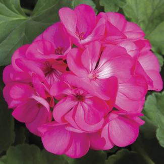 Rose Geranium Rose Geranium